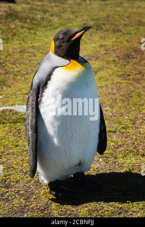 Königspinguin (Aptenodytes patagonicus) Kolonien befinden sich hauptsächlich auf Inseln rund um die Antarktis, Port Stanley, Falklandinseln, Großbritannien Stockfoto