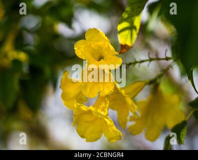 Gelbe Trumpetbuschblume, Gelber Holunder, Tecoma stans, Stockfoto