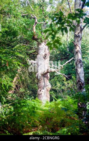 Eiche im Sherwood Forest Country Park Stockfoto