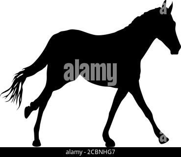 Silhouette von schwarzem Mustang Pferd auf weißem Hintergrund. Stock Vektor