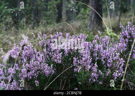 Lila Blüten. Heidekraut blüht im Sommer auf einem verschwommenen Waldhintergrund. Selektiver Fokus Stockfoto