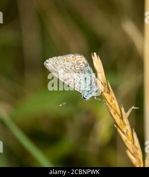 Britische Schmetterlinge auf den South Downs von England Stockfoto