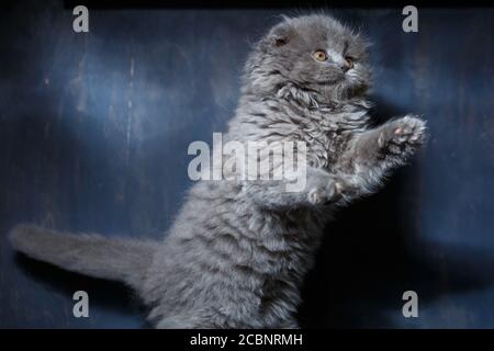 Grau kleine Rassekatze schottischer Falter spielt auf grauem Hintergrund Stockfoto