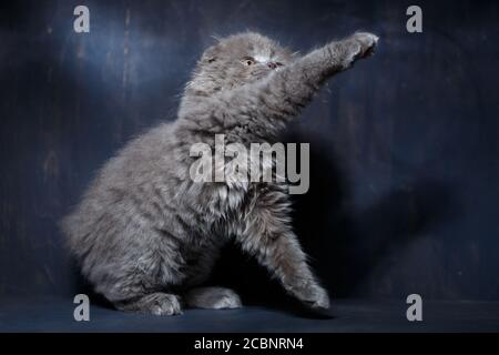 Grau kleine Rassekatze schottischer Falter spielt auf grauem Hintergrund Stockfoto