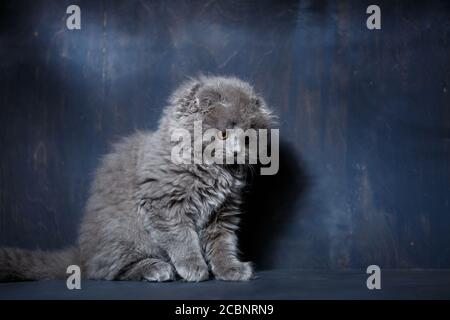 Grau kleine Rassekatze schottischer Falter spielt auf grauem Hintergrund Stockfoto