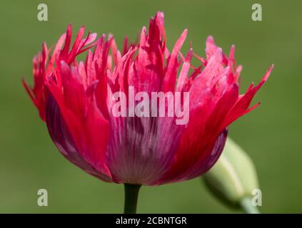 Atemberaubende ornamentale Fransen roten Mohnblumen, fotografiert in einem städtischen Garten in der Sonne. Stockfoto