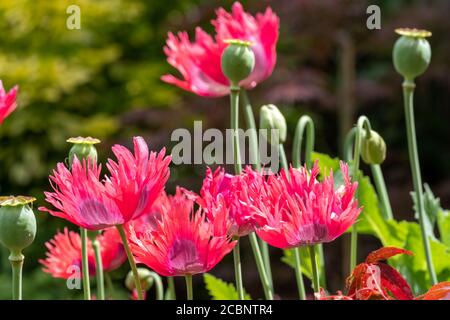 Atemberaubende ornamentale Fransen roten Mohnblumen, fotografiert in einem städtischen Garten in der Sonne. Stockfoto