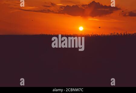 Die Sonne untergeht über einem Feld in Bolivar County im Mississippi Delta, 9. August 2020, in Cleveland, Mississippi. Stockfoto