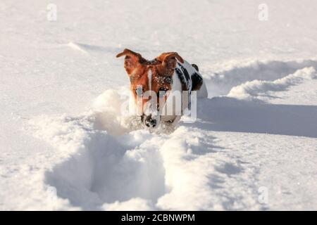 Kleine Jack Russell Terrier watend durch tiefen Schnee, nur ihr Kopf sichtbar mit Eiskristallen auf der Nase Stockfoto