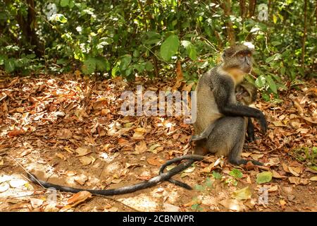 Sykes' Affe ( Cercopithecus albogularis ) - Mutter und Baby auf dem Boden sitzend, grüne Büsche im Hintergrund, Gede, Kenia Stockfoto