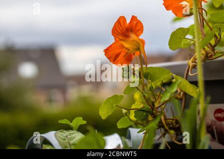 Nahaufnahme der Kapuzinerkresse mit orangen Blüten Stockfoto
