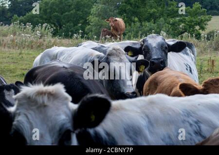 Blick über mehrere Köpfe von Rindern in Herefordshire Feld zu Ein Tier schaut auf die Kamera Stockfoto