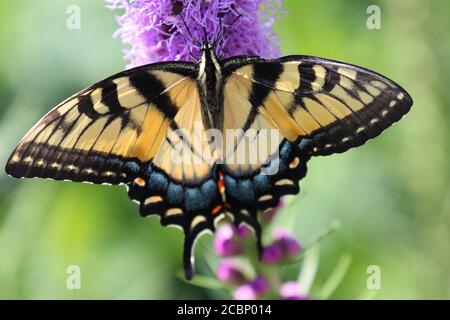 Nahaufnahme eines Schmetterlings mit dem Schwalbenschwanz des östlichen Tigers, der Nektar aus einer violetten Liatris-Blume erhält, mit selektivem Fokus in Wisconsin, USA Stockfoto