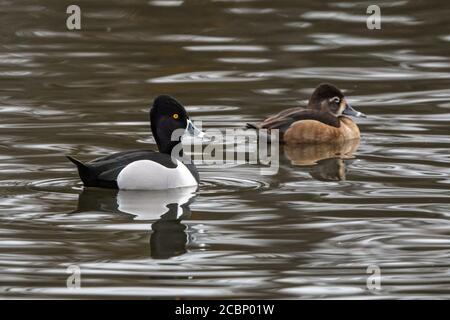 Ringelhals-Ente für Männer und Frauen (Aythya collaris) Stockfoto