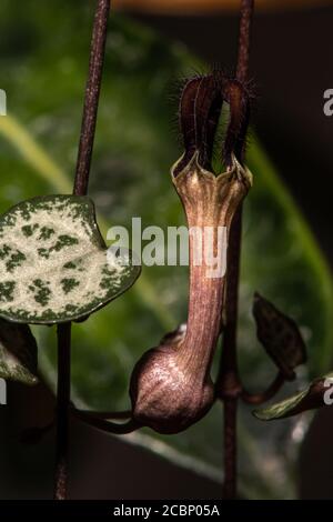 Blume der Herzschnur (Ceropegia woodii) Stockfoto