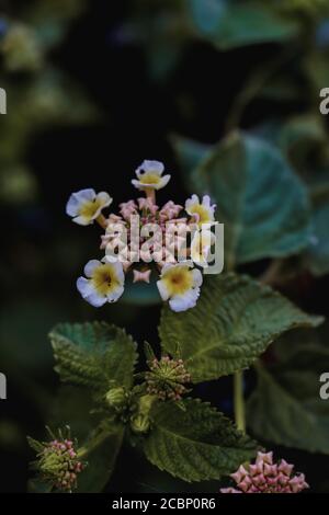 Vertikale Aufnahme von schönen gelben und weißen Lantana Blume Stockfoto