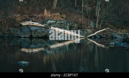 Ein großer gefallener Zweig in einem Körper aus Wasserguss Ein Spiegelbild von sich selbst. Stockfoto