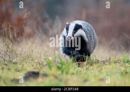 Laufendes Dachs auf grünem Gras von der Vorderansicht. Nahaufnahme Detail zu wilden Tieren. Meles meles. Stockfoto