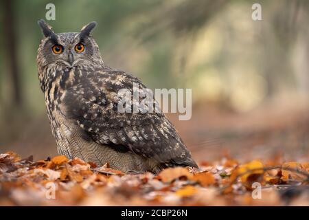 Detail der eurasischen Adler-Eule. Nahaufnahme große Eule im Herbst Natur. Bubo bubo Stockfoto