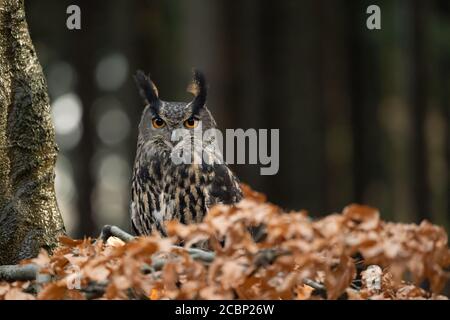 Eurasische Adlereule zwischen orangen Blättern im Wald. Blick direkt auf die Kamera. Stockfoto