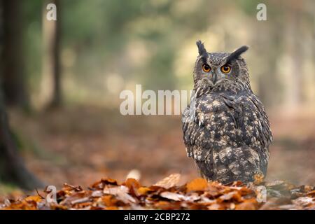 Eurasische Adler-Eule auf dem Boden mit abgefallenen Blättern und glattem hellen Hintergrund. Bubo bubo Stockfoto