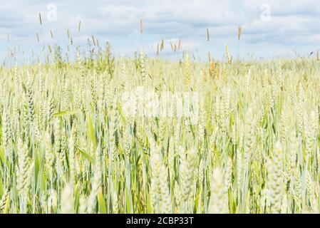 Sunny summer field of cereals. Barley Stockfoto