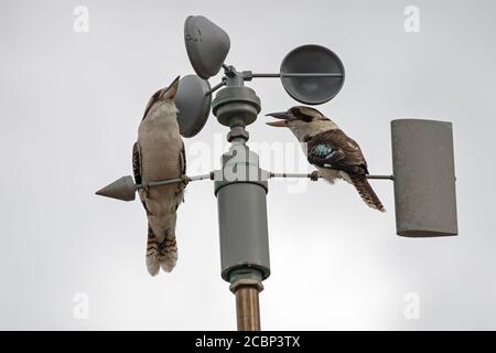 Lachend Kookaburra sitzt und ruft auf einem Anemometer oder Wind Geschwindigkeitsmesser Stockfoto