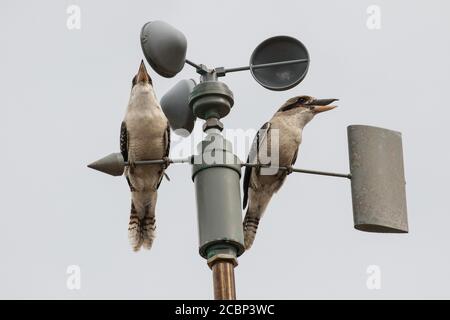 Lachende Kookaburra thront und ruft auf Anemometer oder windgeschwindigkeit Messgerät Stockfoto