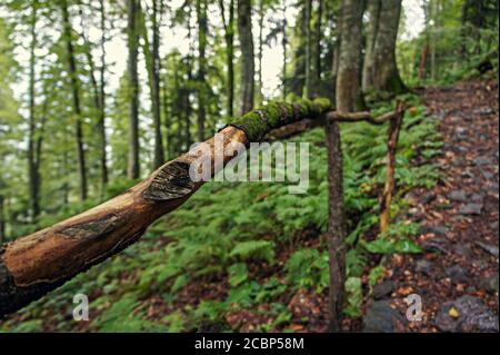 Handgemachtes Holzgeländer im grünen Wald Stockfoto