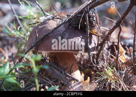 Pilzpilz Boletus edulis oder cep. Nahaufnahme von Steinpilzen im kiefernwald. Stockfoto