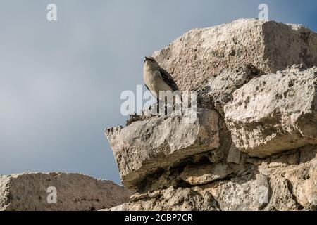 Ein tropischer Mockingbird, Mimus gilvus, thront auf den Ruinen der Maya-Stadt Tulum im Tulum National Park, Quintana Roo, Mexiko. Stockfoto