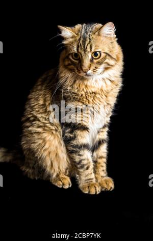 Porträt einer jungen Katze auf dunklem Hintergrund Stockfoto