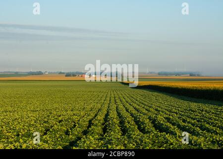 Sojabohnenfeld bei Sonnenaufgang im ländlichen Illinois. Bureau County, Illinois, USA Stockfoto