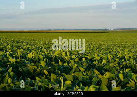 Sojabohnenfeld bei Sonnenaufgang im ländlichen Illinois. Bureau County, Illinois, USA Stockfoto