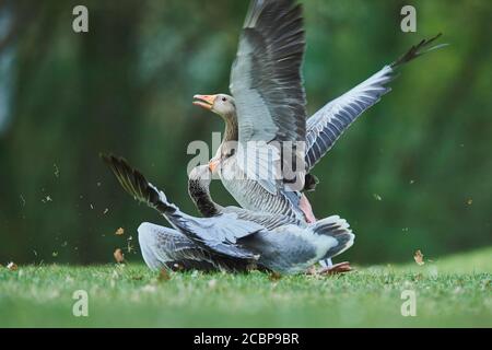 Zwei (Anser anser) kämpfen auf einer Wiese, Rivalität, Bayern, Deutschland Stockfoto