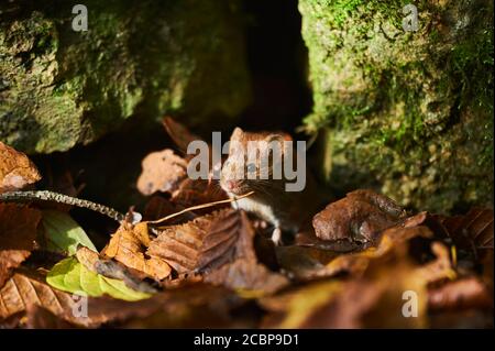 Holzmaus (Apodemus sylvaticus) auf Waldboden, Bayern, Deutschland Stockfoto