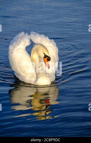 Schwan, Schwan, Mute Swan (cygnus olor) auf Schloss Nymphenburg, München, Oberbayern, Bayern, Deutschland Stockfoto