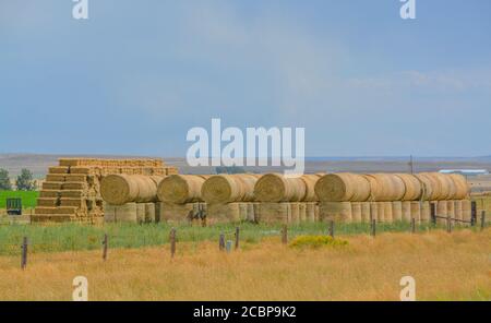Bulk Heu gestapelt und bereit für die Landwirte, um ihr Vieh in Colorado zu füttern. Stockfoto