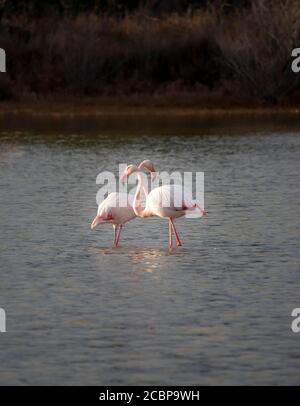 Zwei große Flamingos (Phoenicopterus roseus), die in flachem Wasser stehen, Camargue, Frankreich Stockfoto