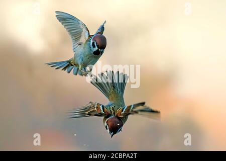 Eurasischer Baumsperling (Passer montanus) kämpft in der Luft, Biosphärenreservat Mittelelbe, Sachsen-Anhalt, Deutschland Stockfoto