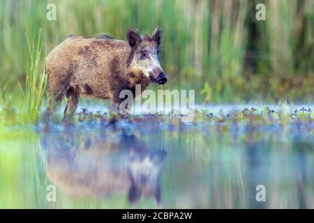 Wildschwein (Sus scrofa) im Wasser stehend, mit eigenem Spiegelbild, Biosphärenreservat Mittelelbe, Sachsen-Anhalt, Deutschland Stockfoto