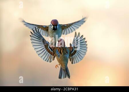 Eurasischer Baumsperling (Passer montanus) kämpft in der Luft mit ausgebreiteten Flügeln, Biosphärenreservat Mittelelbe, Sachsen-Anhalt, Deutschland Stockfoto