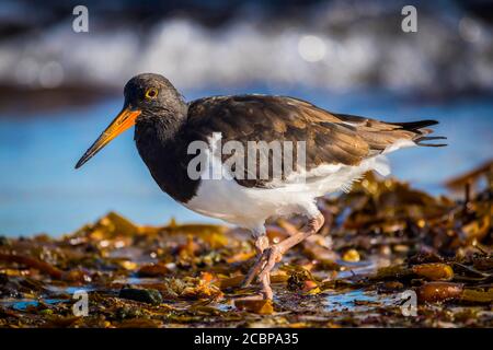 Magellanic Oystercatcher (Haematopus leucopodus), am Strand, Saunders Island, Falkland Islands, Großbritannien Stockfoto