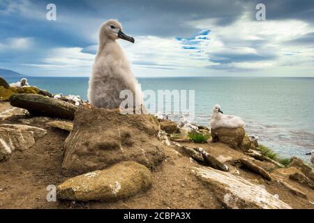 Black-browed Albatross (Thalassarche Melanophris) Küken auf sein Nest, Saunders Island, Falkland-Inseln Stockfoto