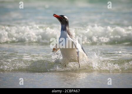 Gentoo Pinguin (Pygoscelis papua), Saunders Island, Falkland Islands, Großbritannien, Südamerika Stockfoto