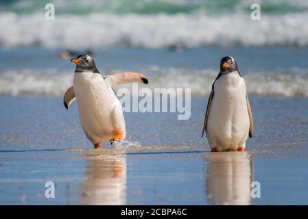 Gentoo Pinguine (Pygoscelis papua) am Strand, Saunders Island, Falkland Islands, Großbritannien, Südamerika Stockfoto