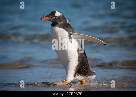 Gentoo Pinguin (Pygoscelis papua), Saunders Island, Falkland Islands, Großbritannien, Südamerika Stockfoto