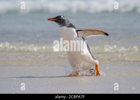 Gentoo Pinguin (Pygoscelis papua), Saunders Island, Falkland Islands, Großbritannien, Südamerika Stockfoto