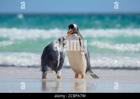 Gentoo Pinguin (Pygoscelis papua), Fütterung am Strand, Saunders Island, Falkland Islands, Großbritannien, Südamerika Stockfoto