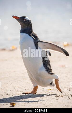 Gentoo Pinguin (Pygoscelis papua), Saunders Island, Falkland Islands, Großbritannien, Südamerika Stockfoto